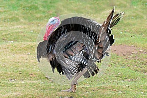 Portrait of a turkey male or gobbler on a green grass background