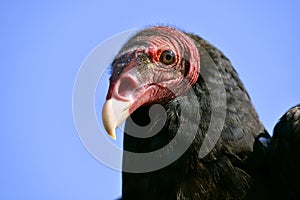 Portrait Turkey vulture