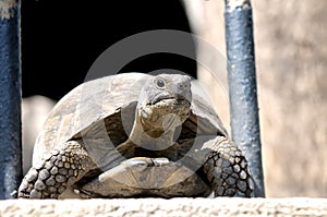 Portrait of turtle Agrionemys horsfieldii Testudo horsfieldi.