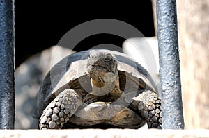 Portrait of turtle Agrionemys horsfieldii Testudo horsfieldi.