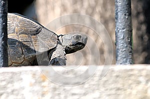 Portrait of turtle Agrionemys horsfieldii Testudo horsfieldi.