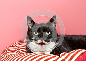 Portrait of a Tuxedo black and white cat laying on a red and white striped bed