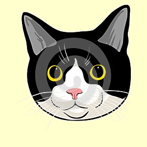 Portrait of Tuxedo Cat photo