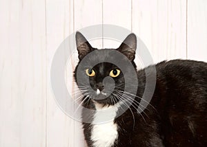 Portrait of a tuxedo cat with white on face looking at viewer