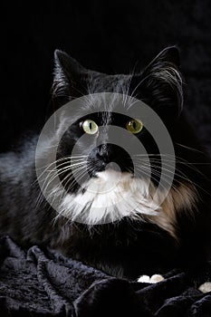 Portrait of a tuxedo colored black and white cat on a black background