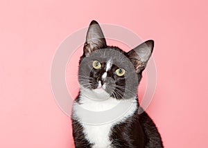 Portrait of a tuxedo kitten on pink background