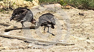 Portrait of two adorable baby turkeys or poults outdoors on a hot summer day