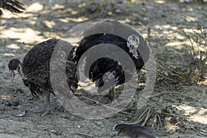 Portrait of two adorable baby turkeys or poults outdoors on a hot summer day