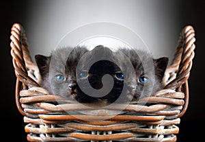Two Adorable Black Kittens in Basket photo
