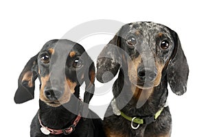 Portrait of two adorable Dachshund