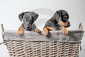 A portrait of two adorable Jack Russell Terrier puppies, in a wicker basket, isolated on a white background