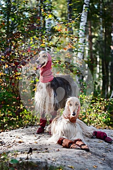 Portrait of two Afghan greyhounds, beautiful, dog show appearance.