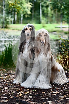 Portrait of two Afghan greyhounds, beautiful, dog show appearance.
