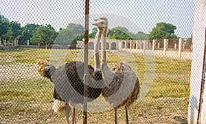 Portrait of two african ostriches