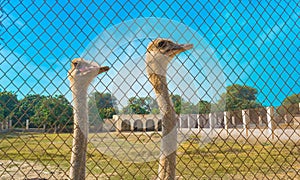 Portrait of two african ostriches