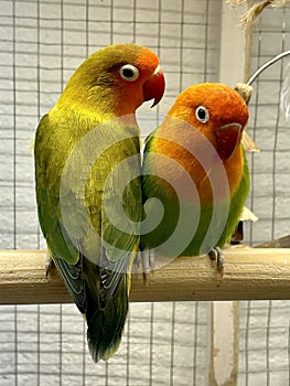 Portrait of two Agapornis fischeri in green color.