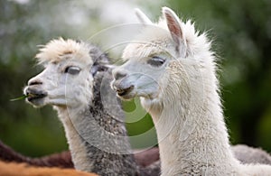 Portrait of two Alpacas