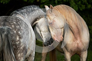Portrait of two andalusian stallions meeting