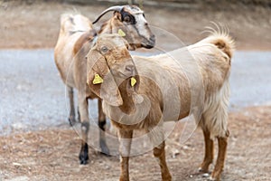 Portrait of two Anglo-Nubian goats grazing in the mountains in Northern Cyprus. The curious animais are looking into camera photo