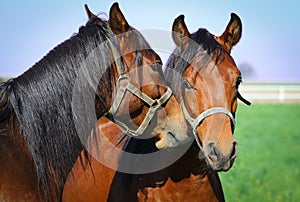 Portrait of two Arabian horses