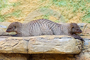 Portrait of two Banded mongoose - Mungos mungo on the stones