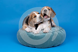 Portrait of two beagle dog pups lying on a blue cushion isolated playing against blue background