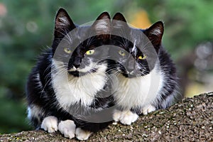 Portrait of a two beautiful black cats in a tree canopy