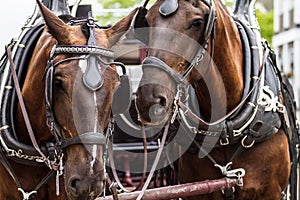 Portrait of Two Beautiful Brown Horse Heads