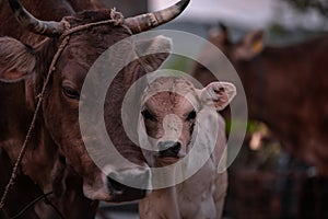 Animal from the farm making part of Bovidae family showing love to each other photo