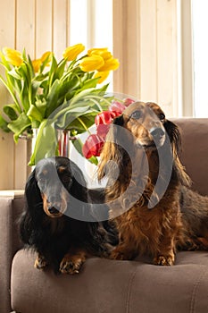 Portrait of two beautiful dachshunds sitting on couch with tulips. Small longhaired wiener dogs in flowers at home
