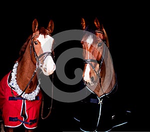 Portrait of two beautiful horses on black background