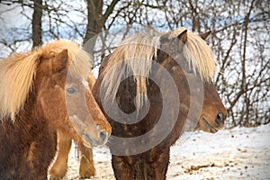 portrait of two beautiful icelandic horses playing together wild