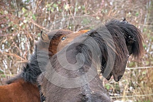 portrait of two beautiful icelandic horses playing together wild