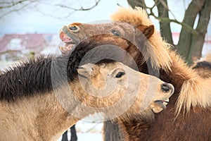 portrait of two beautiful icelandic horses playing together wild