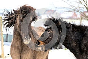 portrait of two beautiful icelandic horses playing together wild