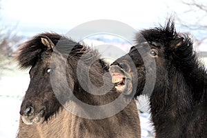 portrait of two beautiful icelandic horses playing together wild
