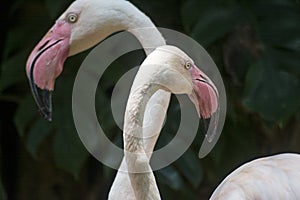 Portrait of two beautiful pink flamingo birds