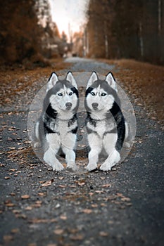 Portrait of two beautiful Siberian huskies dogs lying on path in dark charming autumn park