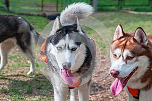 Portrait of two beautiful Siberian husky. Husky dogs walk in the Park on a hot summer day sticking out their tongues from the heat