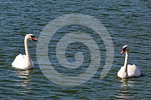 Portrait of two beautiful swans swimming on the surface of a lake