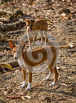 Portrait of two beautiful young mixed race stray dogs in Sierra Leone, Africa