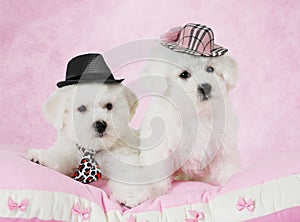 Portrait of two Bichon Frise puppies