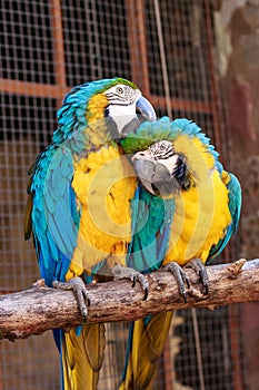 Portrait of two blue yellow macaw parrots