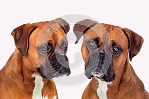 Portrait of two boxer dogs