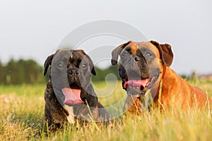Portrait of two boxer dogs