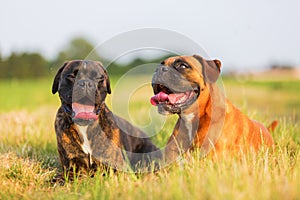 Portrait of two boxer dogs
