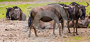 Portrait of two brindled gnus standing together, popular safari animals, tropical antelopes from Africa