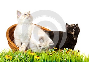 Portrait of two British Shorthair Kittens sitting, 8 weeks old.