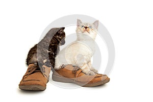 Portrait of two British Shorthair Kittens sitting in men's shoes.