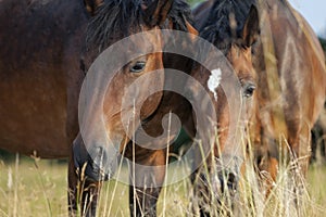 Portrait of two brown horses, eating grass, front view, outdoor image